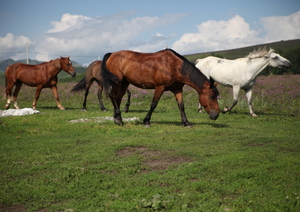 Карате